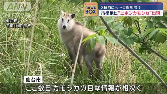 市街地に“見慣れない動物”　ニホンカモシカ出現　3日前にも…目撃相次ぐ　仙台市