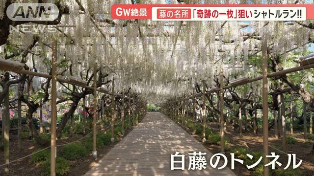 GW前半戦、大混雑の現場…藤の花「奇跡の写真」求め猛ダッシュ　“シャトルラン”状態