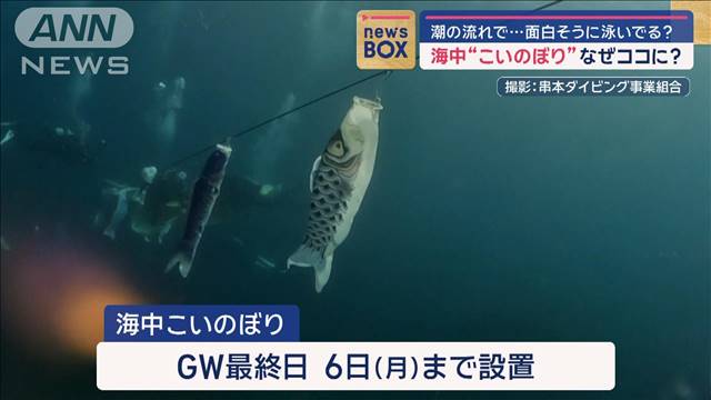 海中“こいのぼり”なぜココに？潮の流れで…面白そうに泳いでる？