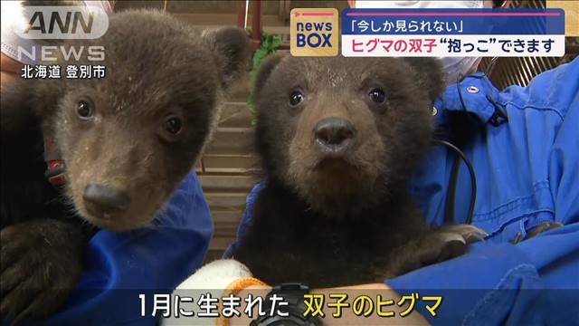 ヒグマの双子“抱っこ”できます　「今しか見られない」