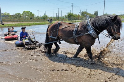 ウマくスノーチューブに乗って　田んぼ新レジャー、子どもら笑顔