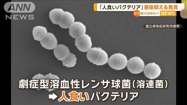 「人食いバクテリア」感染を抑える“分子の塊”発見