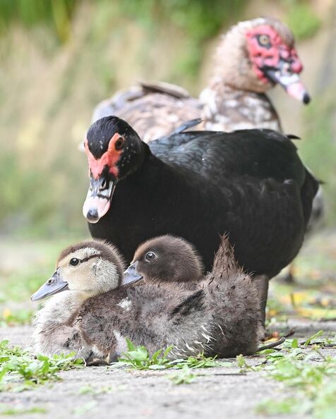 ふわふわのひなたち　水辺で「ピヨピヨ」　首里城のほとり、バリケン子育て中