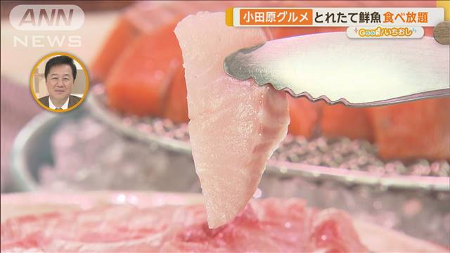 “魚が湧く”小田原漁港　安くてうまい！とれたて鮮魚食べ放題も【グッド！いちおし】