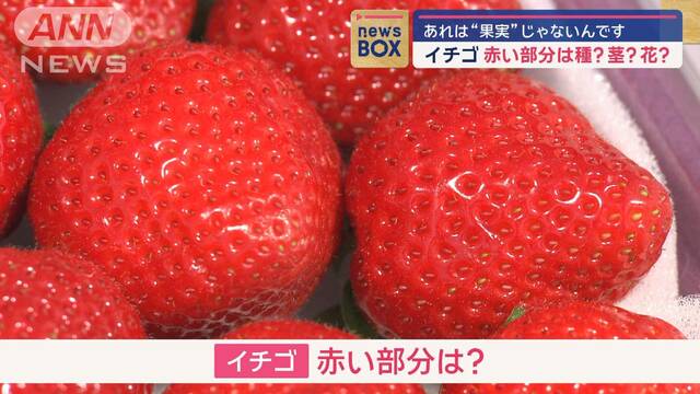 イチゴの赤い部分は“果実”ではないんです…あれは種？茎？花？