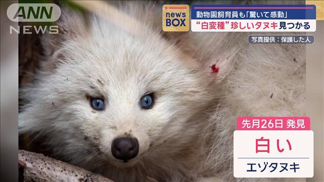 “白変種”珍しいタヌキ見つかる　動物園飼育員も「驚いて感動」