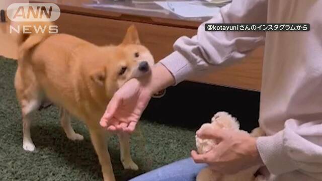 「やめてほしいワン」　ぬいぐるみをなでると…腕を引き寄せる犬　なぜ邪魔する？