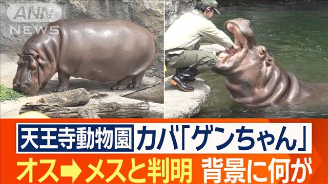 「オス」じゃなくて「メス」だった！天王寺動物園のカバ「ゲンちゃん」　背景には何が