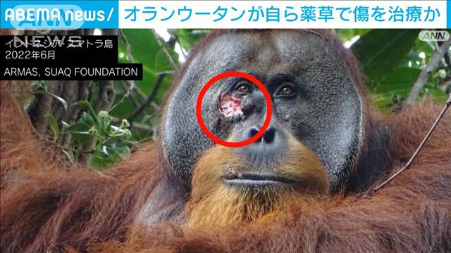 オランウータンが自ら薬草で治療か　繰り返し傷口に塗る様子も　インドネシアで初観察