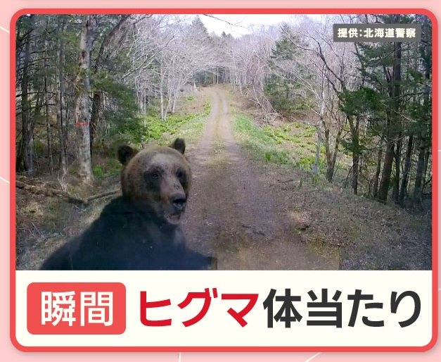 北海道のクマ被害 半数は山菜・キノコ採り　えさのブナの実“凶作年” 石川で警戒令も