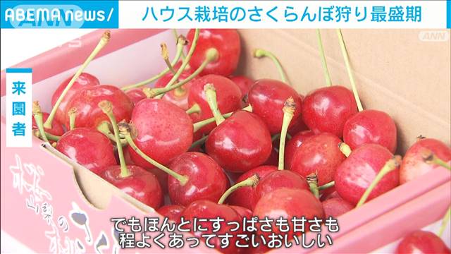 ハウス栽培のサクランボ狩り最盛期　3種の高級品種が食べ放題　山梨