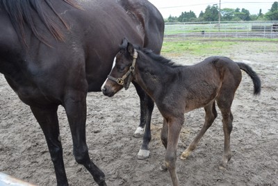 走れ走れ子馬たち　全国最南端のサラブレッド産地で次々誕生