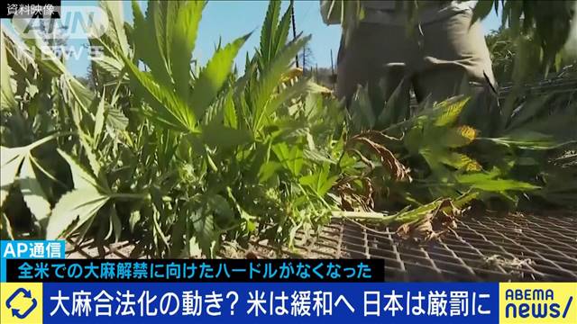 大麻合法化の動き？米は規制緩和へ 日本は厳罰に