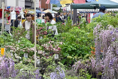 ツツジやマツ、出店もずらり　日本三大植木市・薬師祭始まる