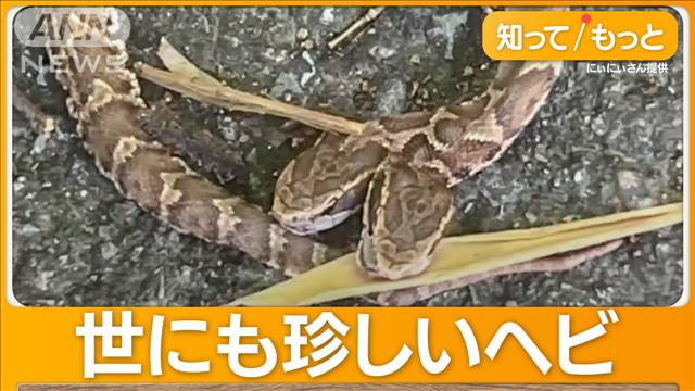 頭が2つあるヘビ　福岡県内で発見