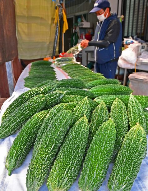 「夏バテ予防としておいしく食べて」　5月8日はゴーヤーの日　夏の収穫シーズン始まる　最盛期は1日150kg