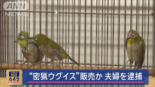 小鳥販売店に「隠し部屋」　経営の夫婦逮捕　“密猟ウグイス”売ったか