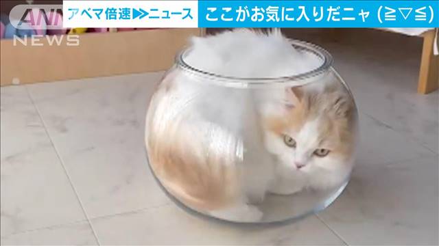 ネコは液体…お気に入りの透明「猫鉢」　見事な“入りっぷり”