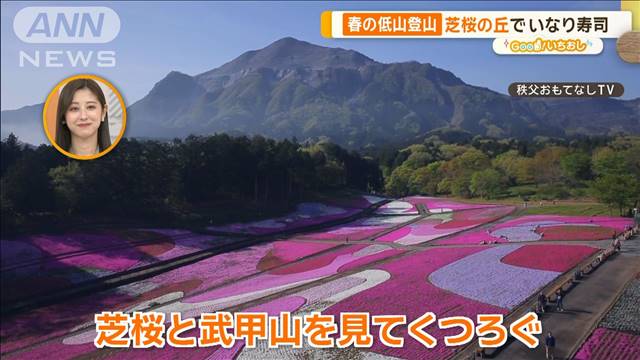 満開の芝桜が圧巻！秩父「春の低山登山」下り編　羊と記念撮影も【グッド！いちおし】