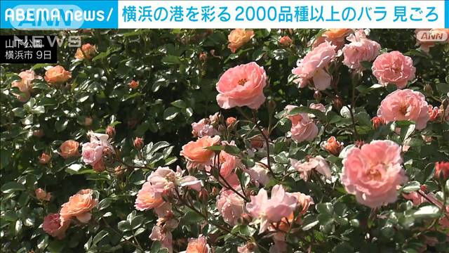 横浜でバラ見ごろ　香りも豊かな2000種以上、街を彩る　