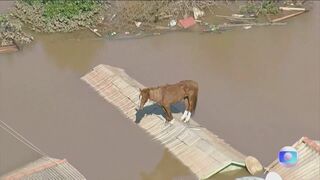 ブラジル南部　洪水で屋根に取り残された馬を救出　死者は107人に