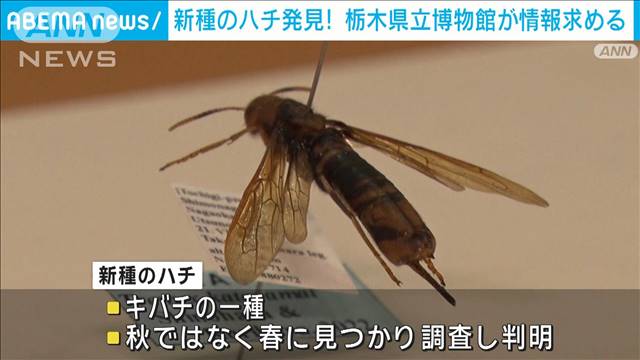 このハチ、新種なの？もっと採取しておけば…　悔やむ博物館、SNSで情報求める