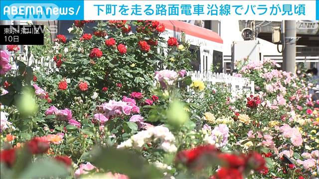 下町を走る路面電車の沿線でバラが見頃