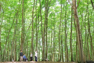 美しい新緑の木々　新潟・美人林