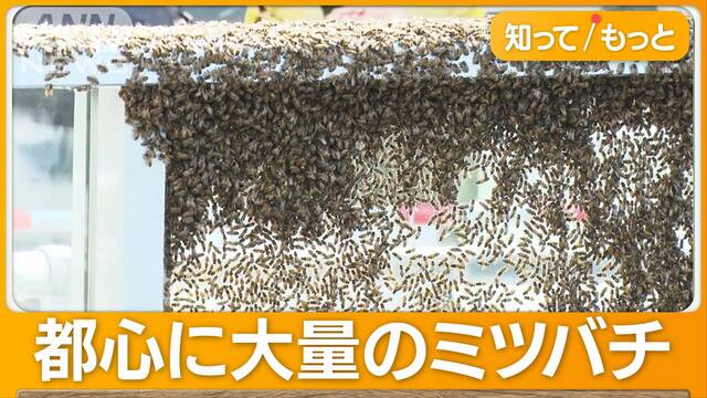 東京タワー近くのオフィス街に「ハチの大群」　“引っ越し途中”か周囲を規制