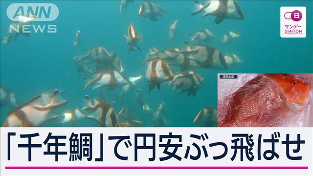 円安長期化“幻の千年鯛”で起死回生へ＆「1本2万円」ワサビ輸出強化に7億円新工場