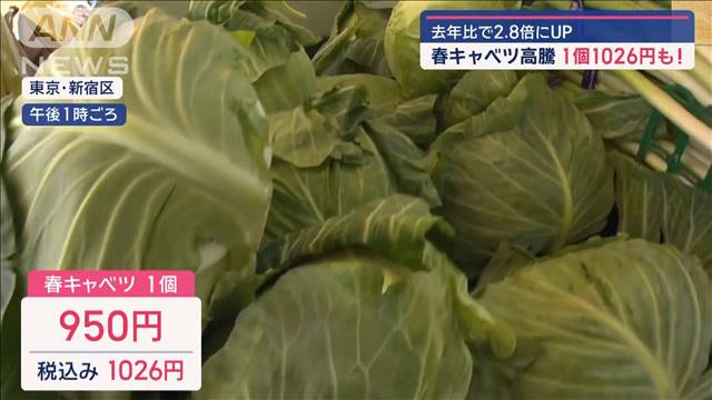 春キャベツ“高騰”　1個1026円も…　去年比で2.8倍にUP　お得な野菜は？