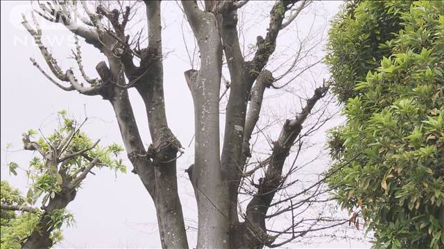 公園のケヤキに穴と除草剤　男を逮捕「掃除が大変だった」　千葉・四街道市