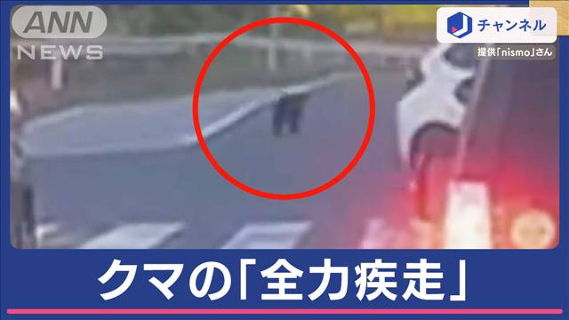 クマが歩道で「全力疾走」ドラレコが捉える…住宅街で目撃相次ぐ