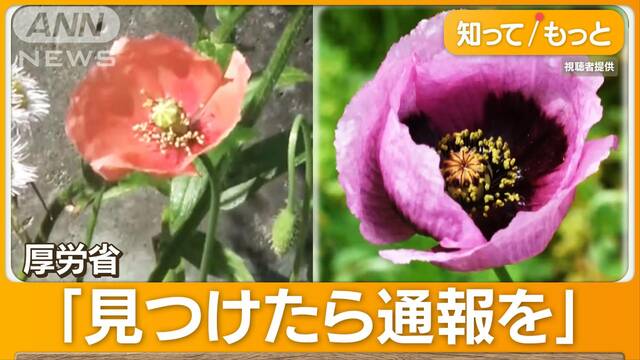 “危険お花畑”道端に咲くオレンジ色の花「ナガミヒナゲシ」…注意「触るとかぶれる」