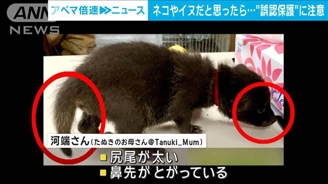 ネコやイヌの赤ちゃんと思ったら…“誤認保護”に注意