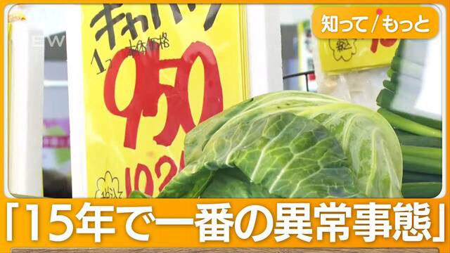 キャベツが“1個1000円”に悲鳴…卸売価格が3倍に　業者「15年で一番の異常事態」