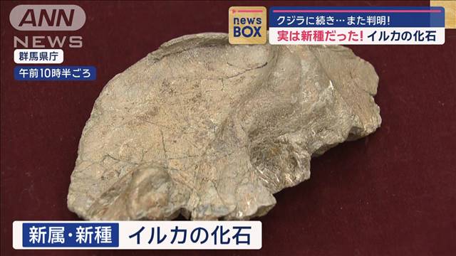 実は新種だった！イルカの化石　クジラに続き…また判明