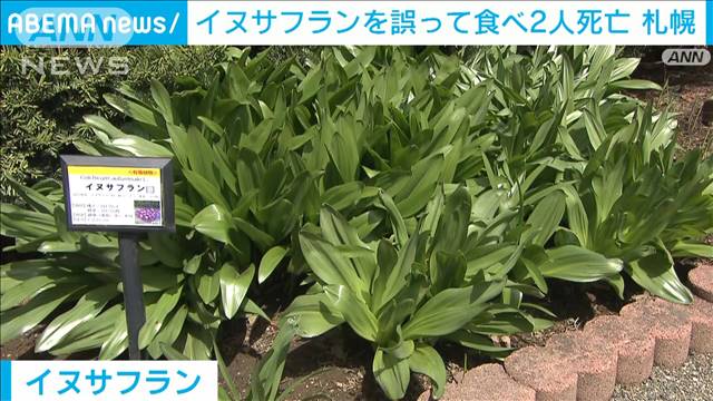 毒草「イヌサフラン」を誤って食べ2人死亡　札幌市