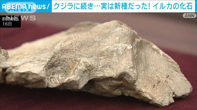 クジラに続き…約1100万年前「イルカの化石」 世界最古で新属新種と判明