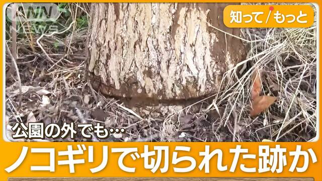 「毎日の掃除が大変」公園のケヤキに“除草剤”　根元付近に計12個の穴…近所の男逮捕