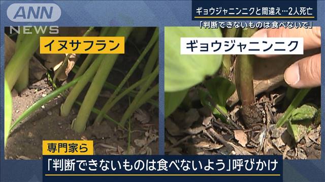 「判断できないものは食べないで」有毒な“イヌサフラン”食べ2人死亡