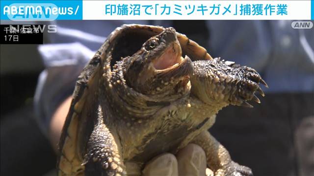 「カミツキガメ」の捕獲作業始まる　千葉・印旛沼周辺に推定9000頭が生息