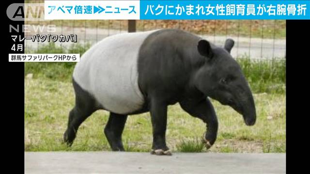 マレーバクに女性飼育員が噛まれ重傷　群馬サファリパーク