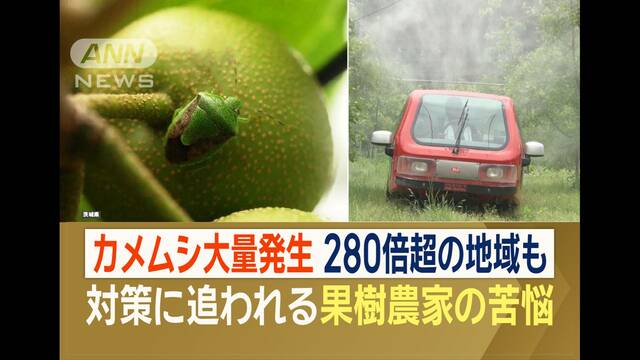 カメムシ、全国で大量発生「やだ、こんなに」例年の280倍の地域も…その要因と対処法