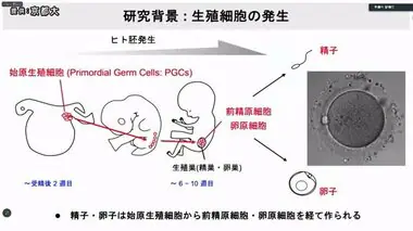 iPS細胞から「卵子・精子のもと」大量作製に成功　不妊治療や遺伝性疾患の原因解明に期待【京都大学】