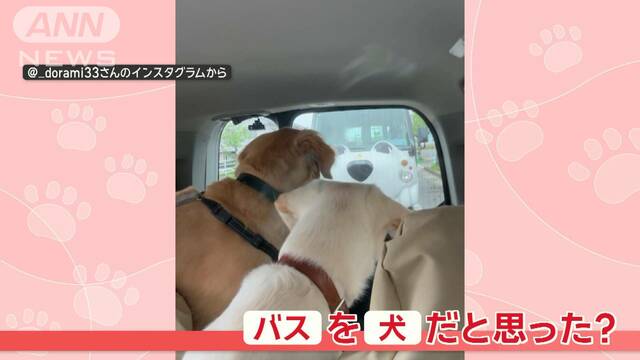 「追いかけられるワン」思わず二度見…迫る“犬バス”をほえるワンちゃんの気持ちは？