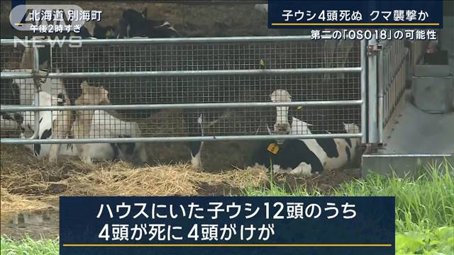 「衝撃でした」北海道で子ウシ4頭死ぬ…クマ襲撃か　第2の『OSO18』の可能性