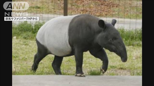 群馬サファリパーク 飼育員がバクに右腕かまれ重傷