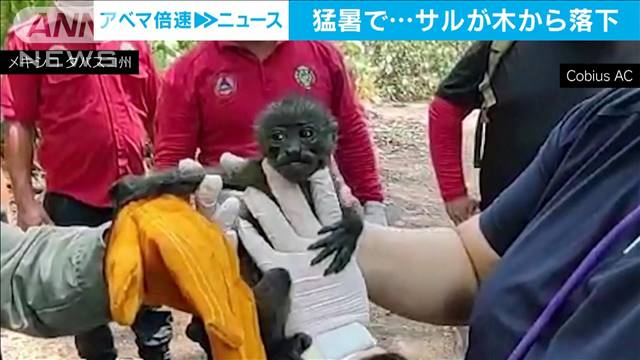 猛暑でサルが木から落下…絶滅危惧種「マントホエザル」85匹死ぬ　メキシコ