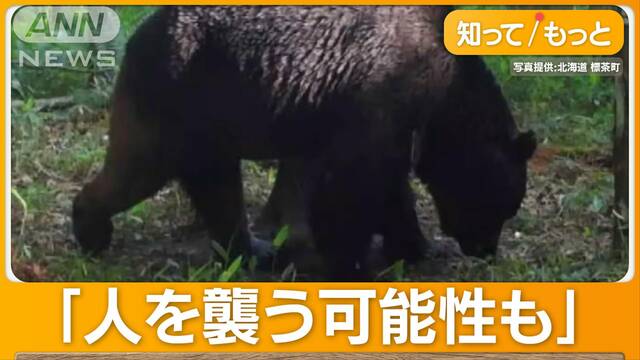 第2の「OSO18」？“300kg級”クマ襲撃か　子ウシ4頭死ぬ…専門家「人を襲う可能性も」